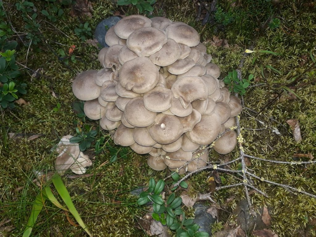 tupaskynsikäs sienet