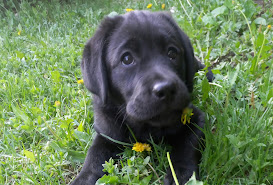 Lotta
labradorinnoutaja
koira